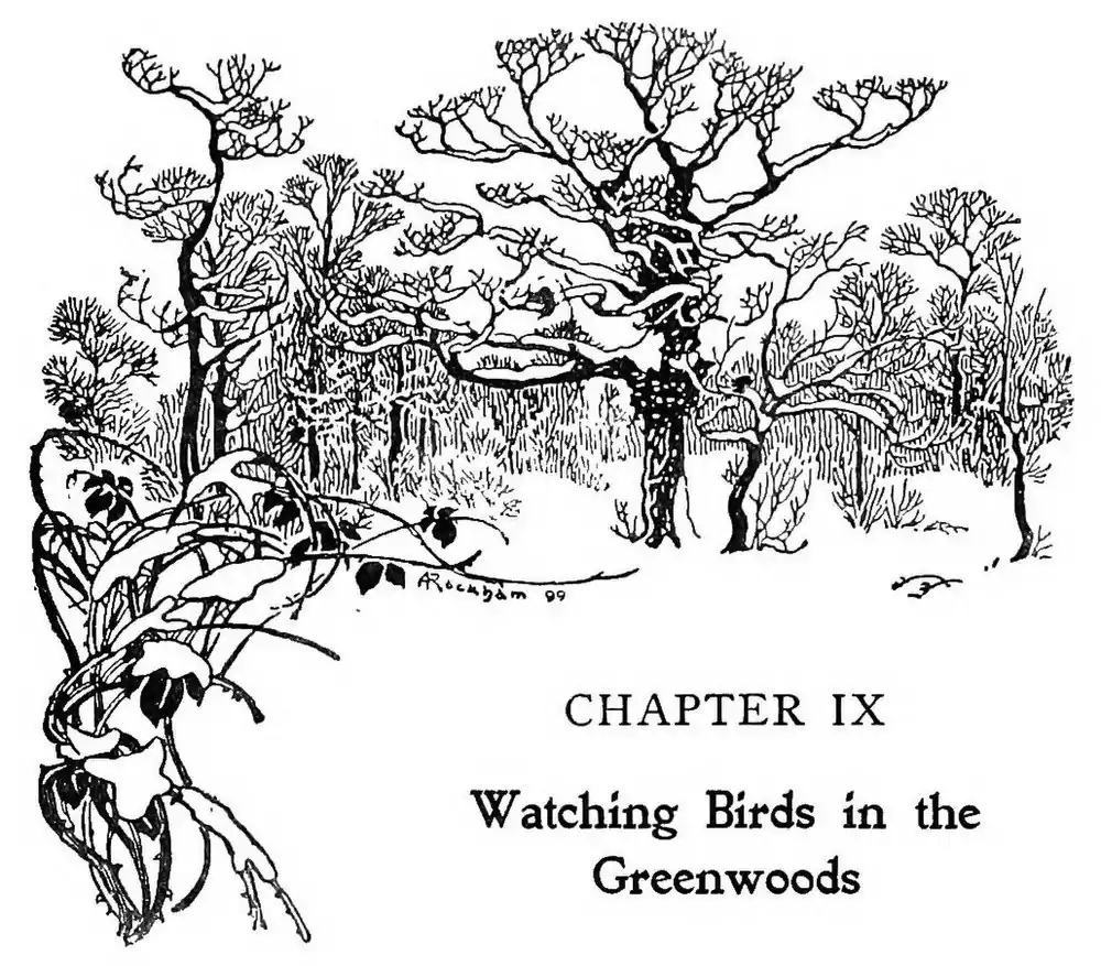 image header chapter IX: "Watching Birds in the Greenwoods" by Arthur Rackham