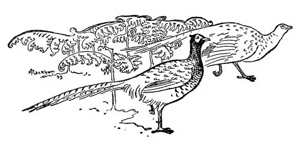 image pheasants at end of chapter IX by Arthur Rackham