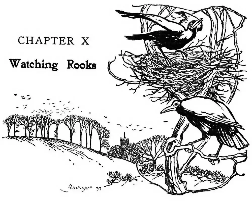 image header chapter X: "Watching Rooks" by Arthur Rackham