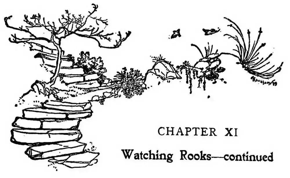 image header chapter XI: "Watching Rooks—continued" by Arthur Rackham