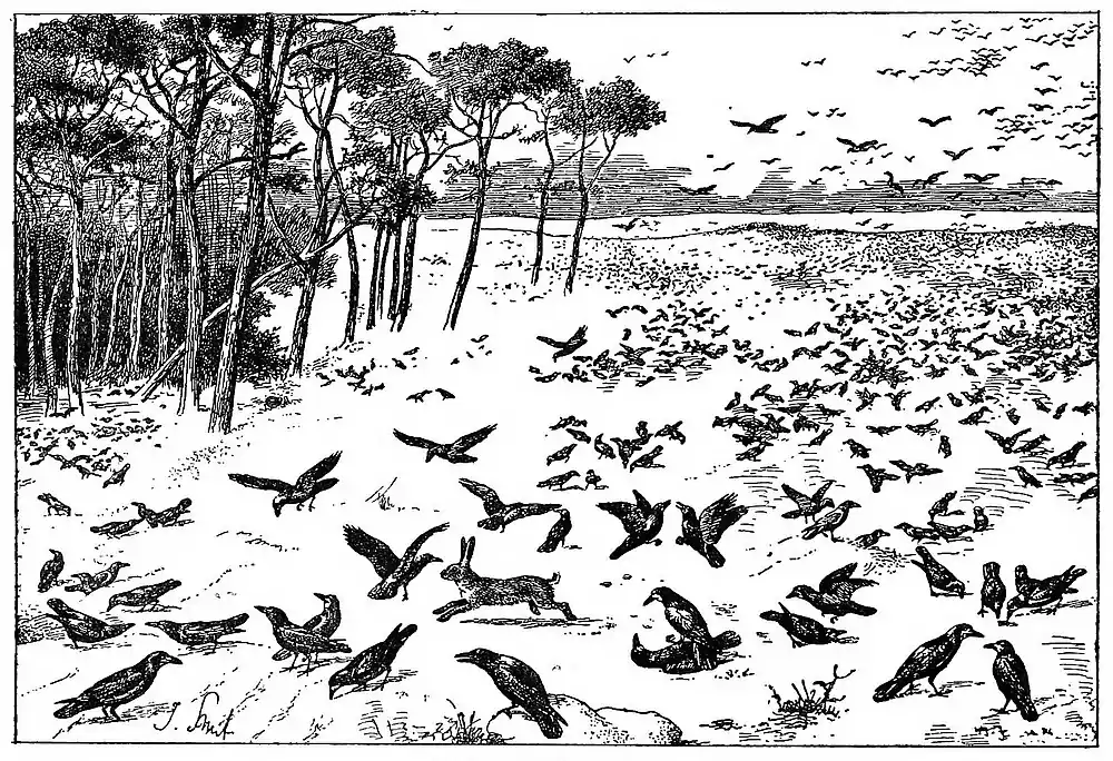 Rooks (Corvus frugilegus): A Winter Scene, by Joseph Smit