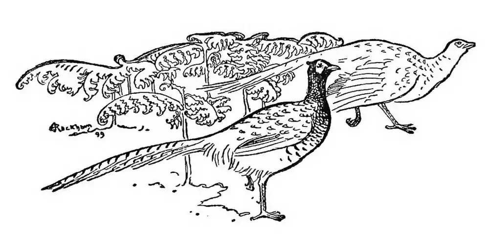 image of pheasants (Phasianus colchicus) by Arthur Rackham