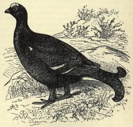 Blackcock EB1911 vol.12 p.637.jpg