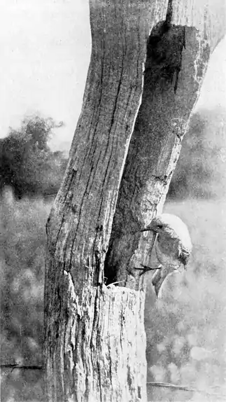 Bluebird at nest (Hegner, Bird-Lore).png