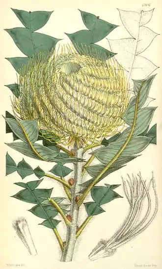 plate 4906, BANKSIA Victoriæ.