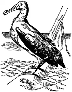 Britannica 1911 Albatross.png