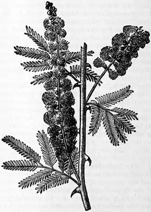 Britannica Acacia - Acacia Senegal.jpg