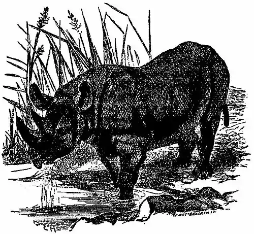 Britannica African Rhinoceros.jpg