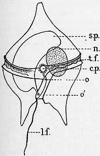 Britannica Dinoflagellata 1.jpg