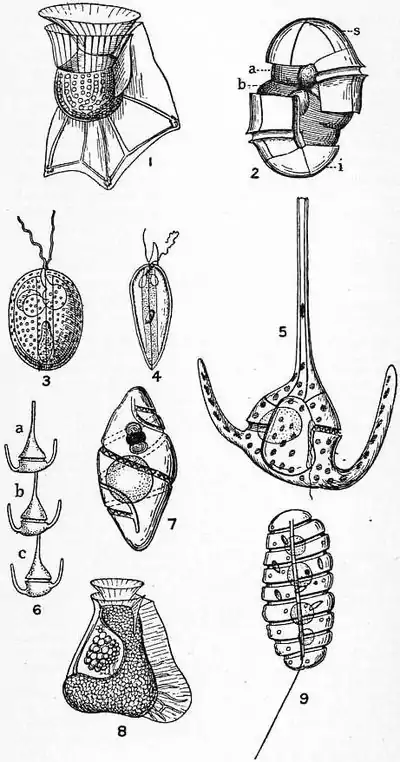 Britannica Dinoflagellata 2.jpg