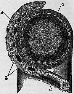 Britannica Dodder 2.jpg