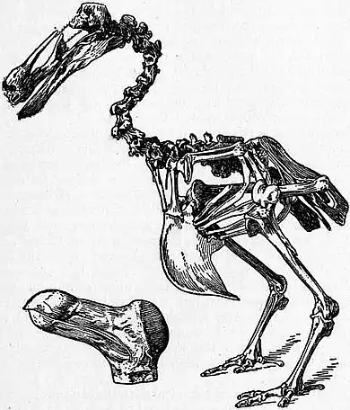 Britannica Dodo 1.jpg