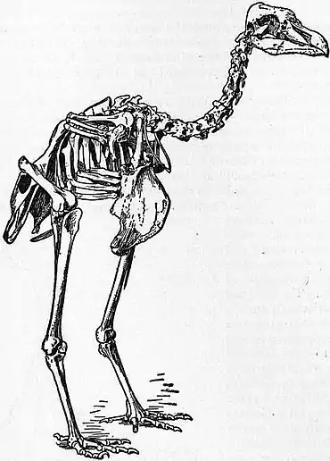 Britannica Dodo 3.jpg