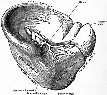 Britannica Ductless Glands 1.jpg