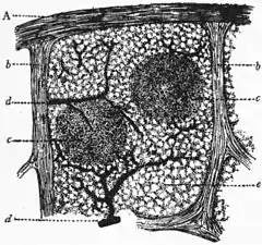 Britannica Ductless Glands 2.jpg