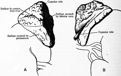 Britannica Ductless Glands 3.jpg