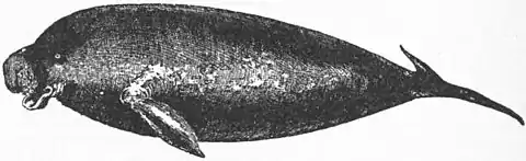 Britannica Dugong.jpg