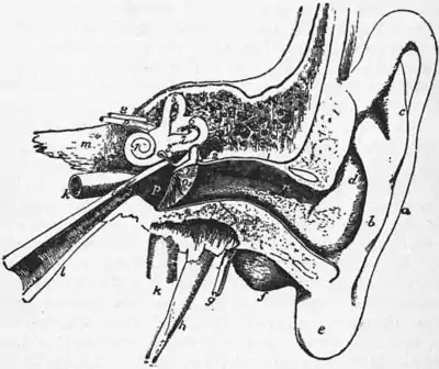 Britannica Ear 1.jpg