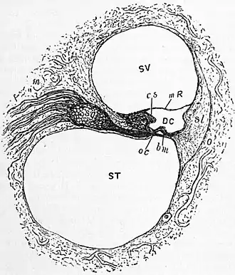 Britannica Ear 4.jpg