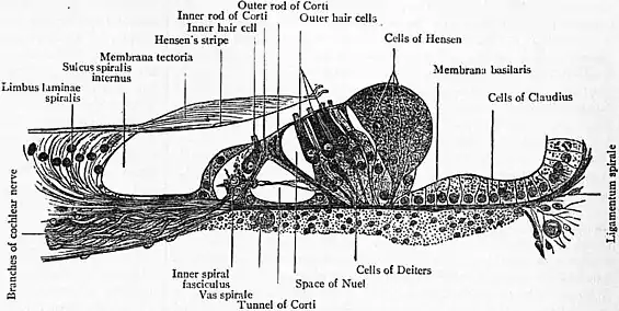 Britannica Ear 5.jpg