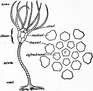 Britannica Echinoderma 1.jpg