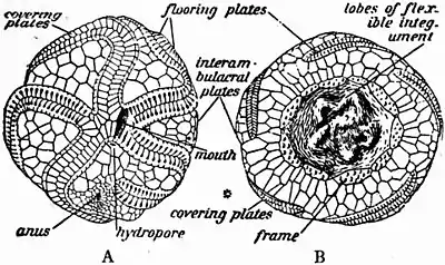 Britannica Echinoderma 11.jpg