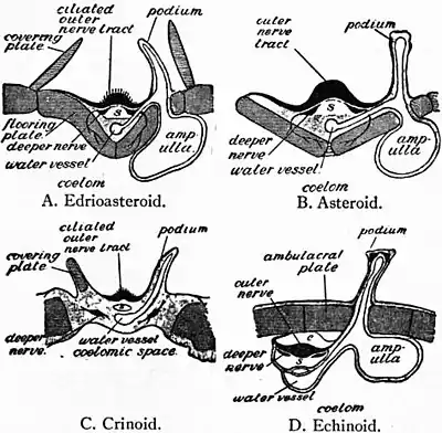 Britannica Echinoderma 12.jpg