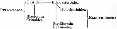 Britannica Echinoderma 12a.jpg