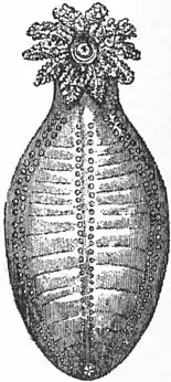 Britannica Echinoderma 15.jpg