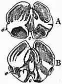 Britannica Echinoderma 18.jpg