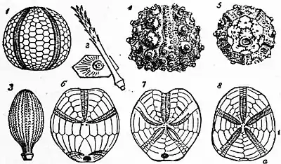 Britannica Echinoderma 19.jpg