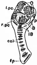 Britannica Echinoderma 2.jpg