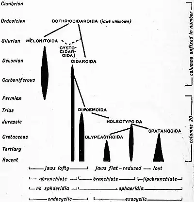 Britannica Echinoderma 20.jpg