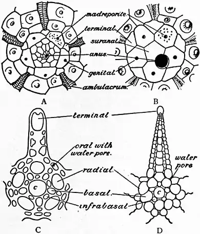 Britannica Echinoderma 3.jpg