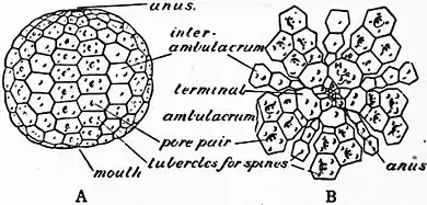 Britannica Echinoderma 5.jpg