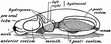 Britannica Echinoderma 6.jpg