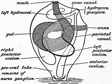 Britannica Echinoderma 7.jpg