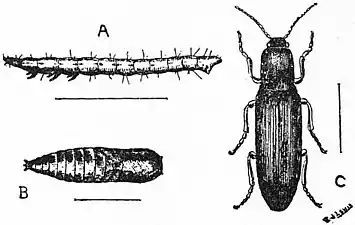 Britannica Economic Entomology 1.jpg