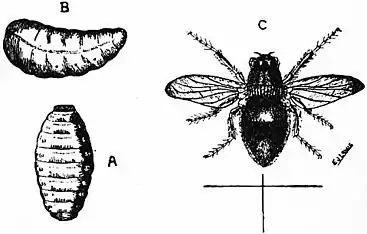 Britannica Economic Entomology 2.jpg