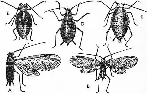 Britannica Economic Entomology 5.jpg