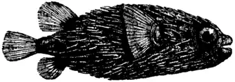 Britannica Globe-fish Diodon maculatus.png