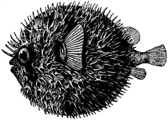 Britannica Globe-fish Diodon maculatus inflated.png