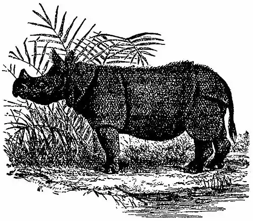 Britannica Javan Rhinoceros.jpg