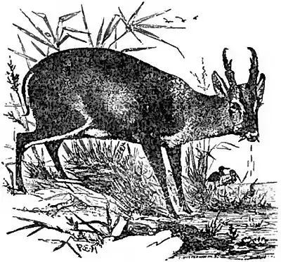 Britannica Muntjac.jpg