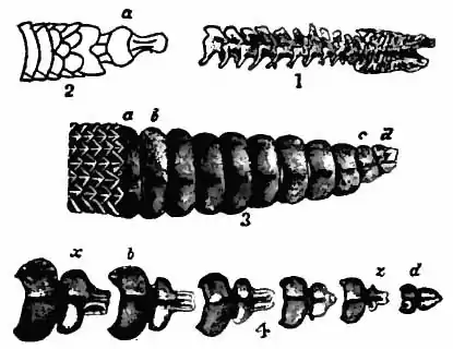 Britannica Rattlesnake Rattle.jpg