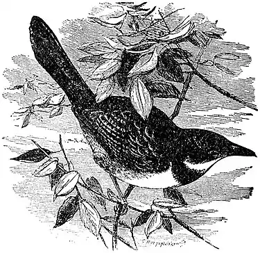 Britannica Scrub-bird.jpg