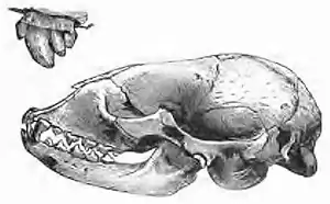 Britannica Seal, Skull of Common Seal.jpg