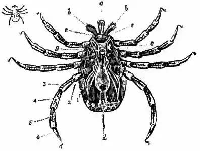 Britannica Tick 2.jpg