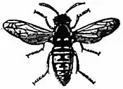 Britannica Wasp 1.jpg