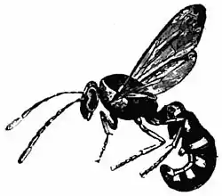 Britannica Wasp 5.jpg